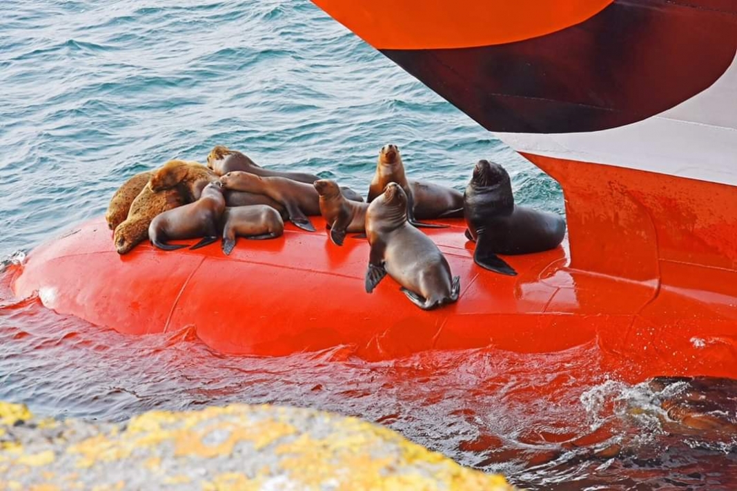 FB_IMG_1541420274545