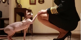 La Capitana que navega por el mundo con su gato Elf Sphynx