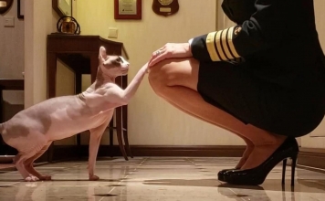 La Capitana que navega por el mundo con su gato Elf Sphynx